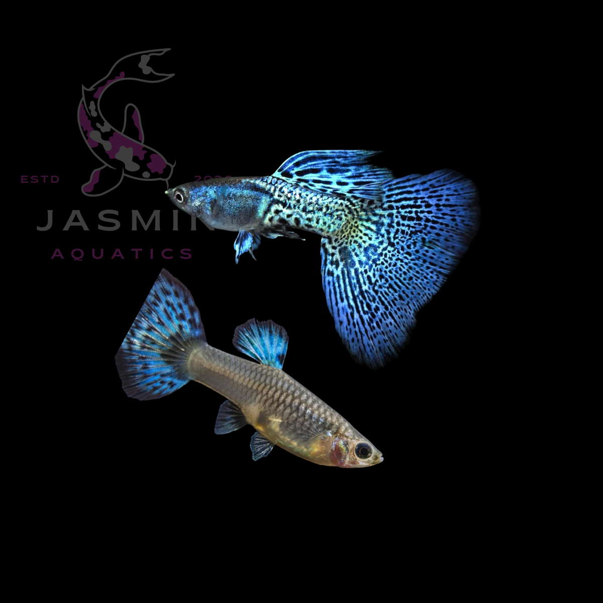 Guppies Collections (Poecilia reticulata)