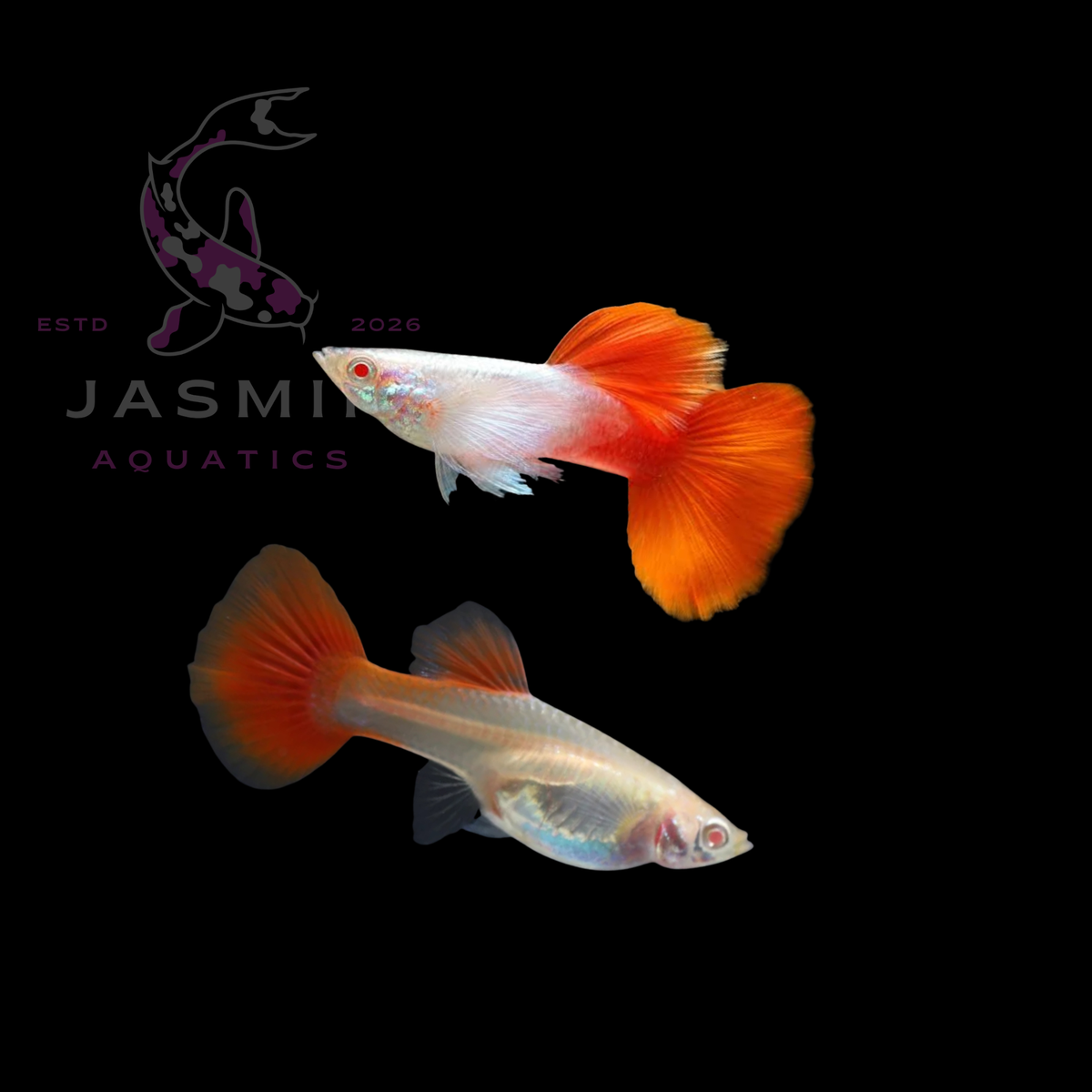 Guppies Collections (Poecilia reticulata)