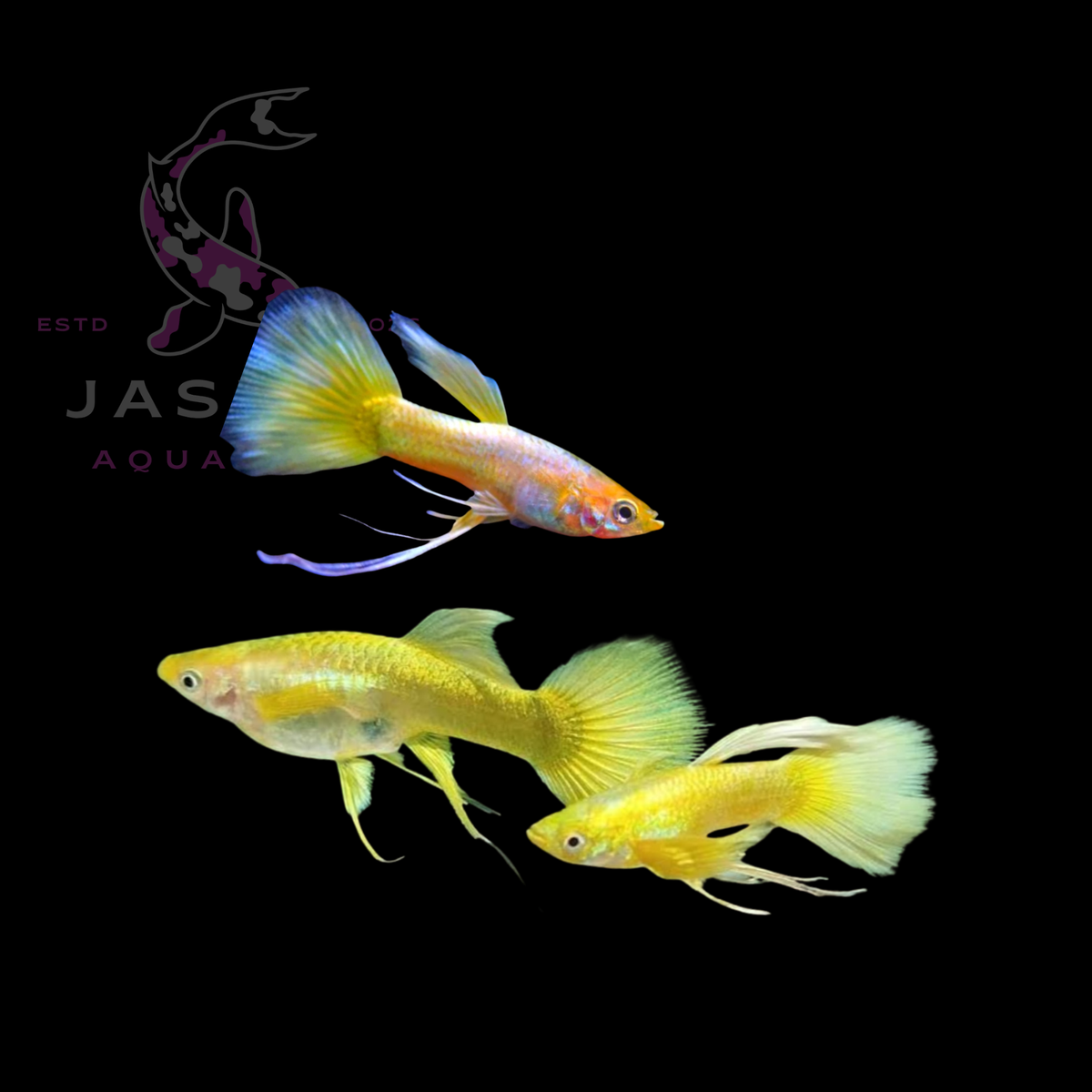 Guppies Collections (Poecilia reticulata)