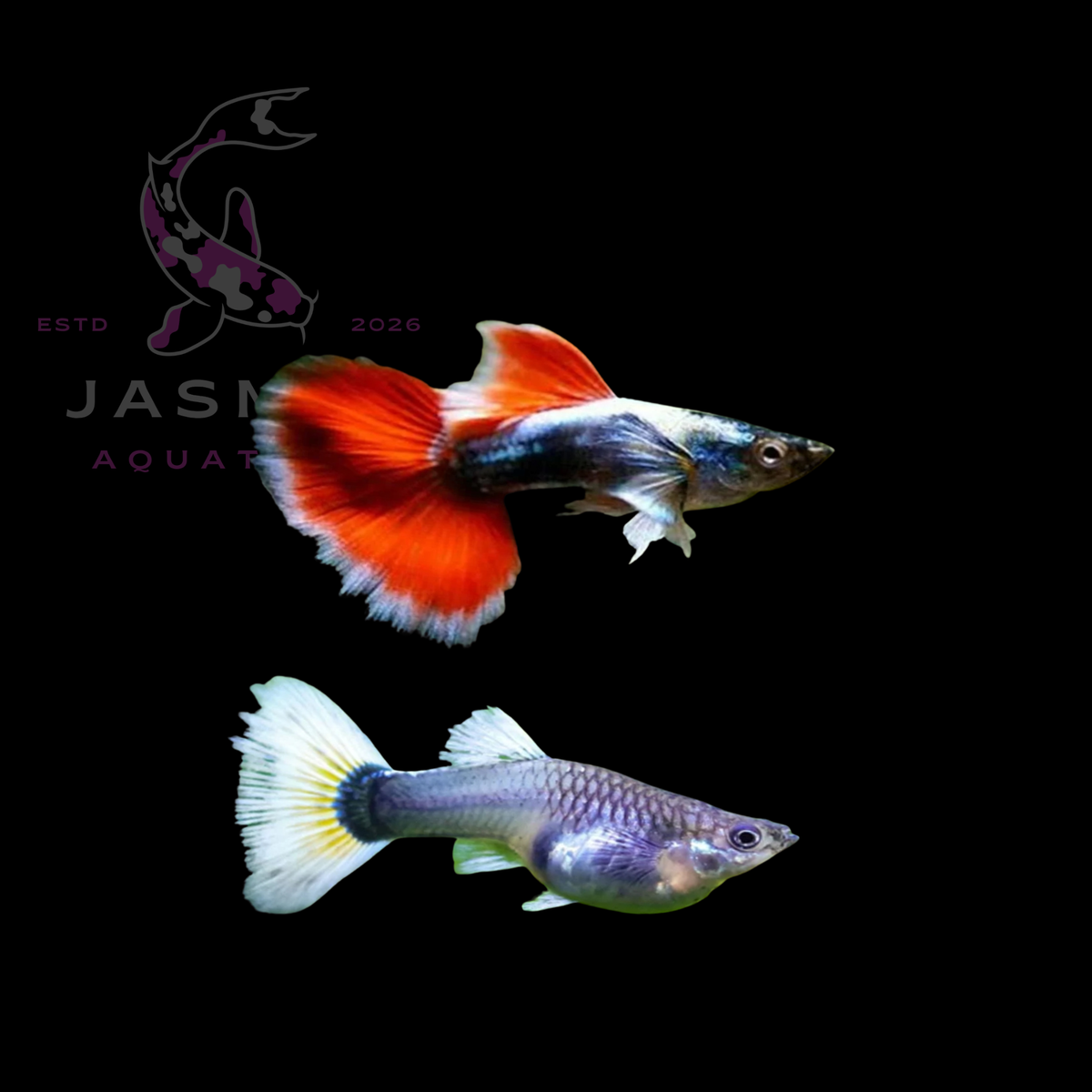 Guppies Collections (Poecilia reticulata)