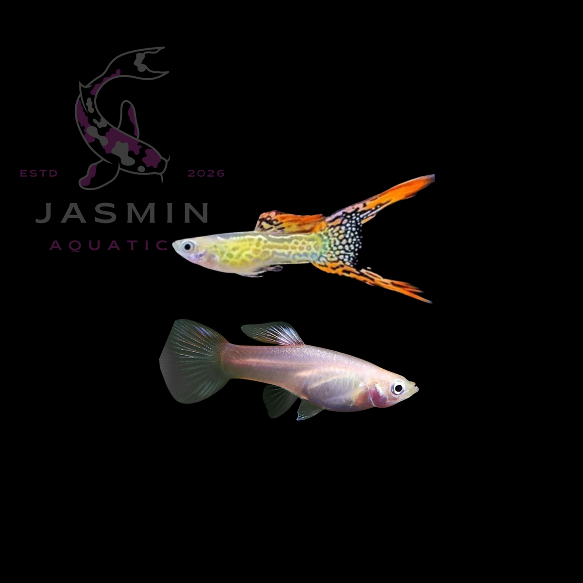 Guppies Collections (Poecilia reticulata)