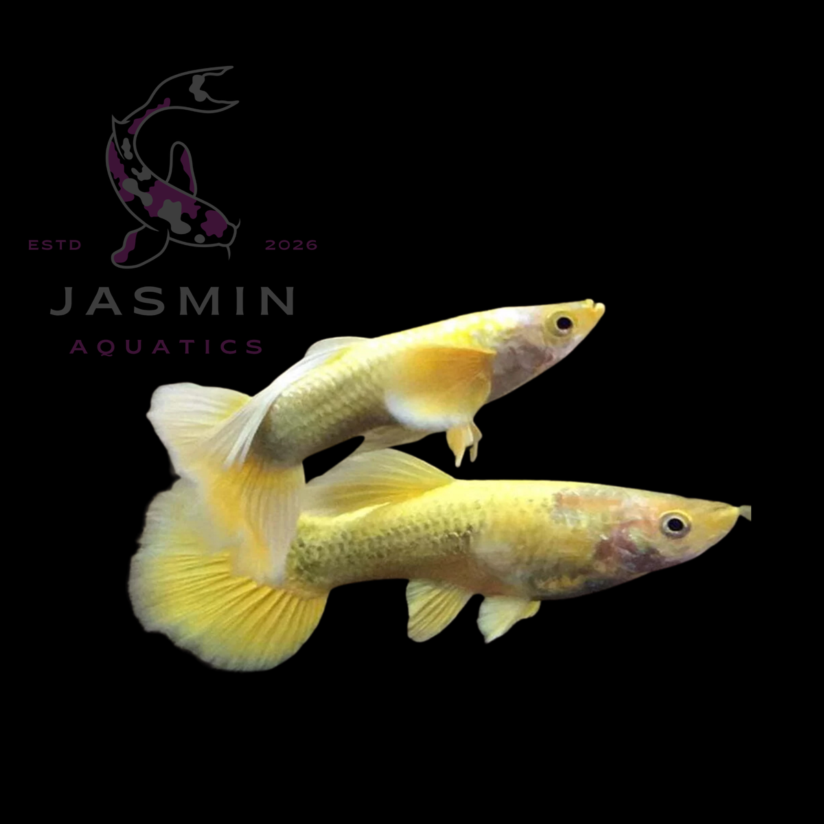 Guppies Collections (Poecilia reticulata)