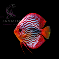 Discus Fish 10cm