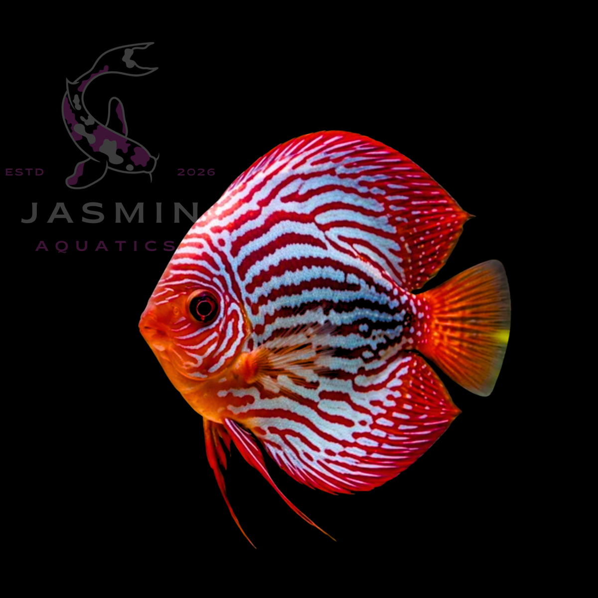 Discus Fish 10cm