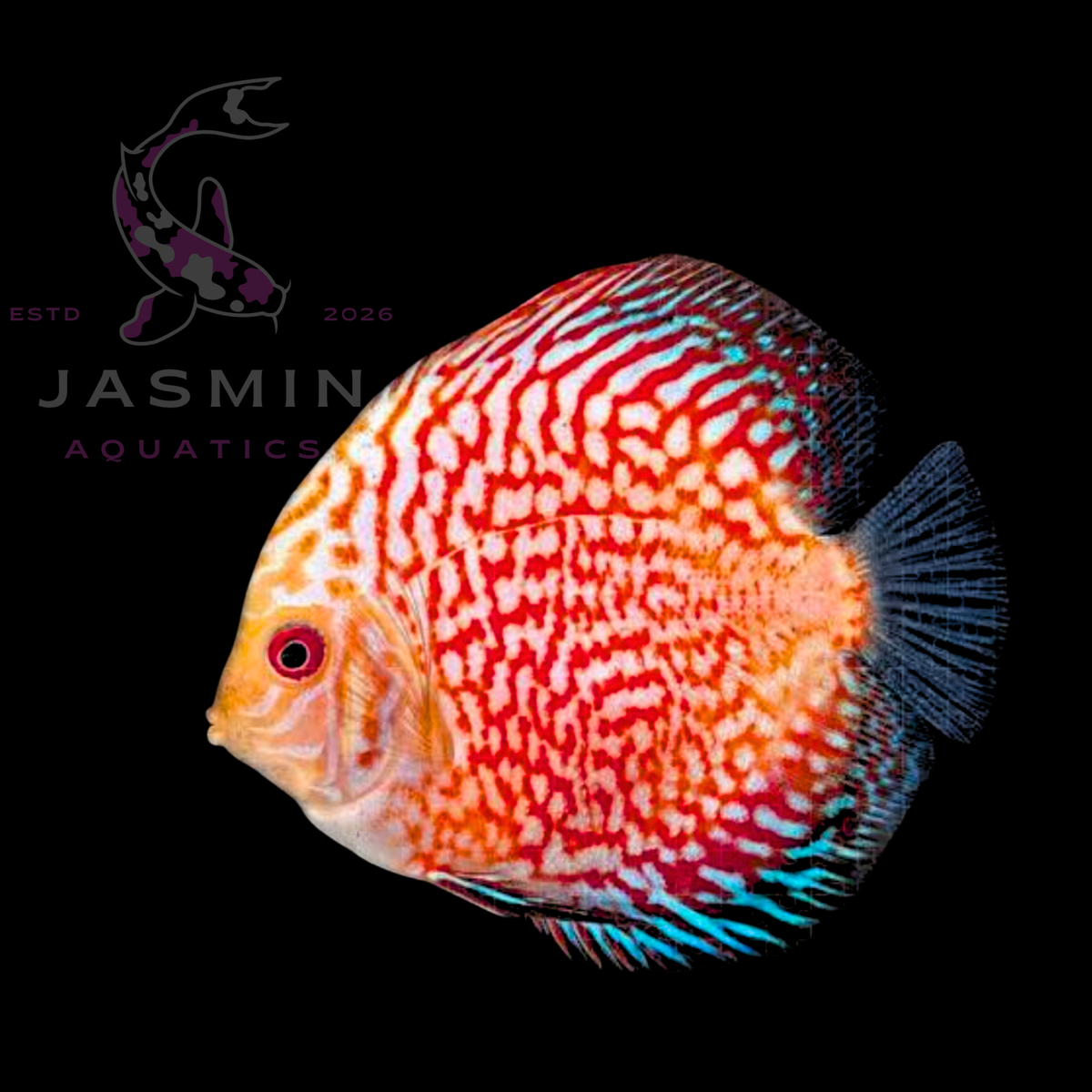 Discus Fish 10cm