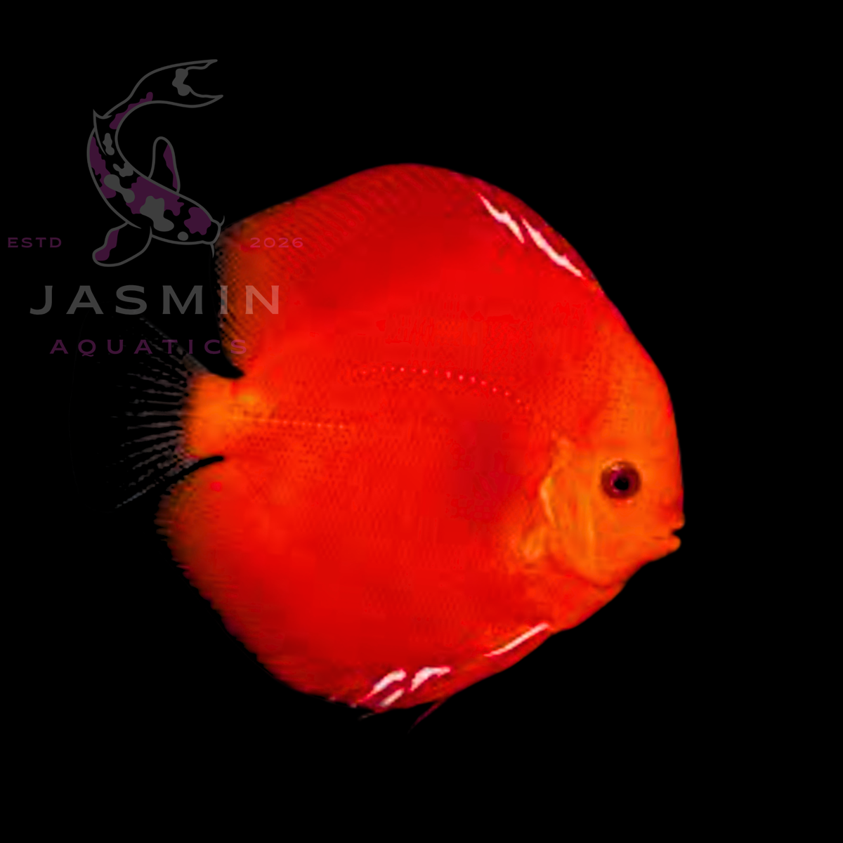 Discus Fish 10cm
