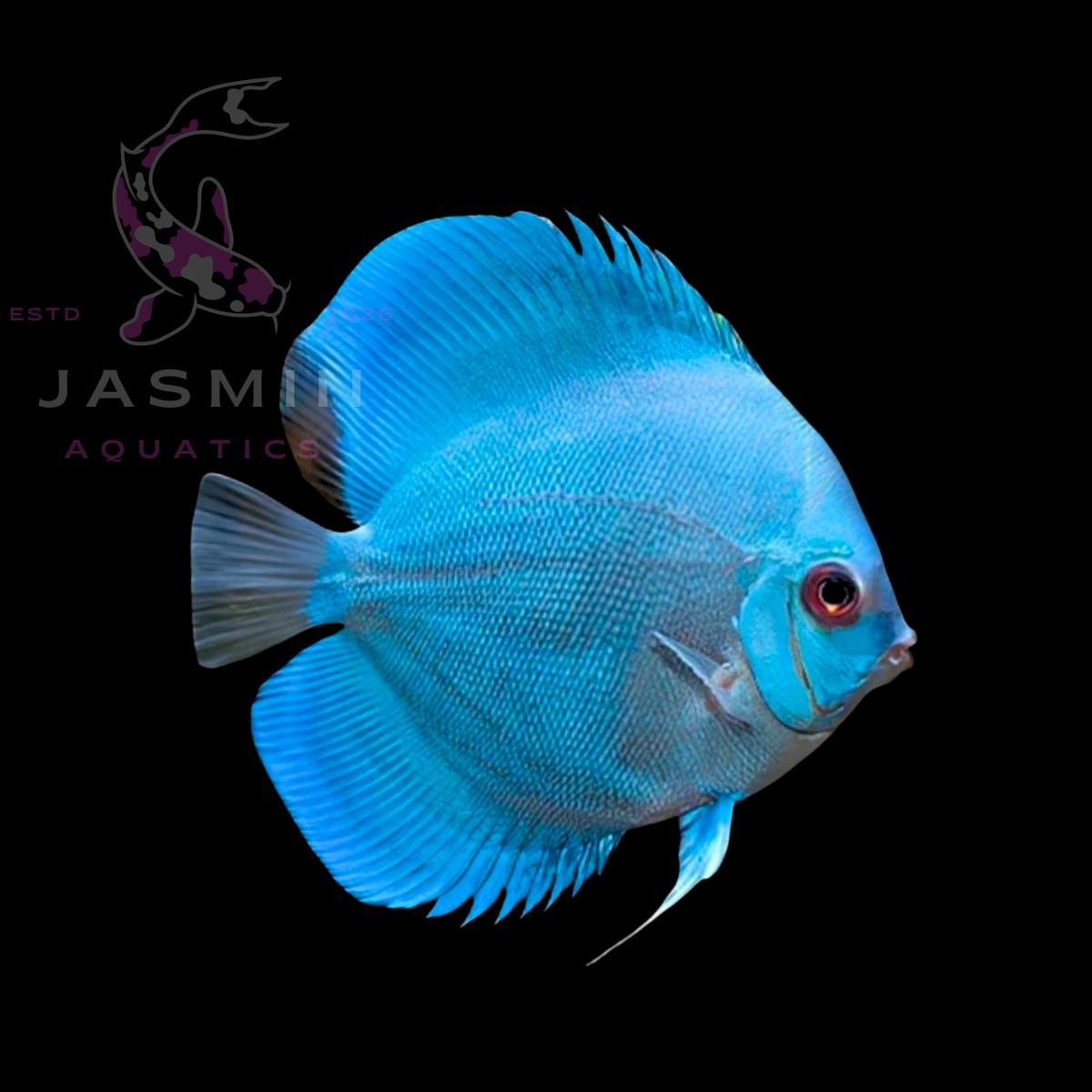 Discus Fish 10cm