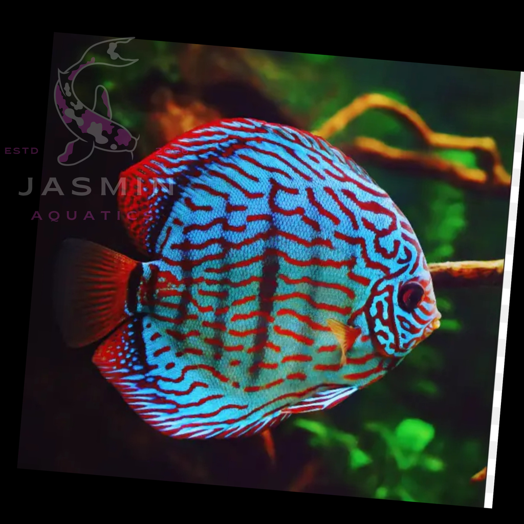 Discus Fish 10cm