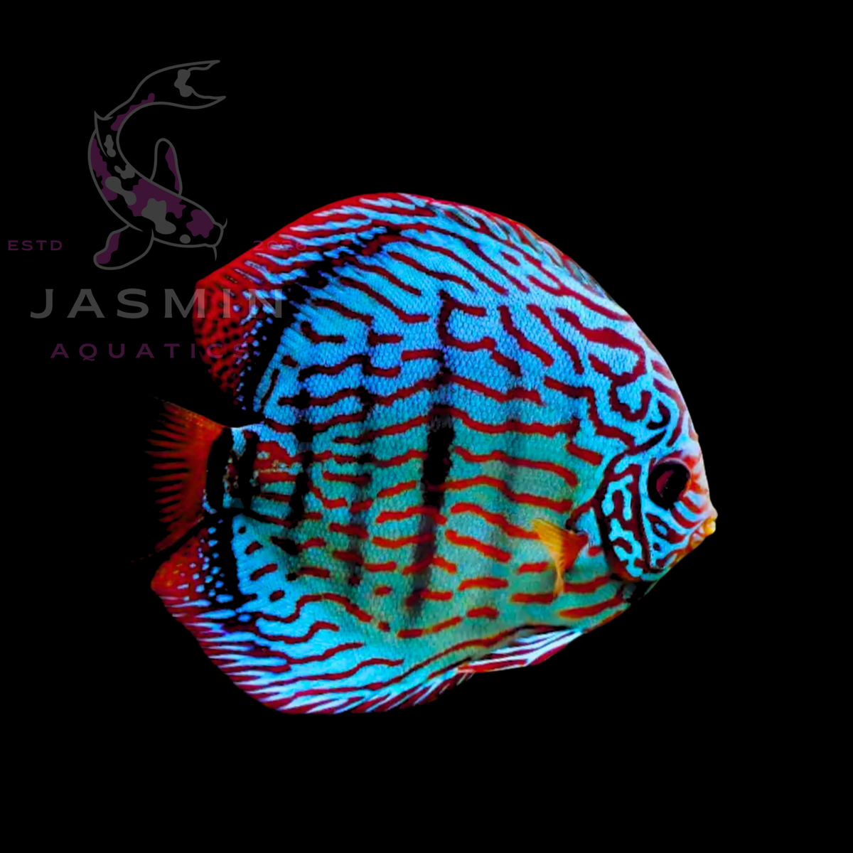 Discus Fish 10cm