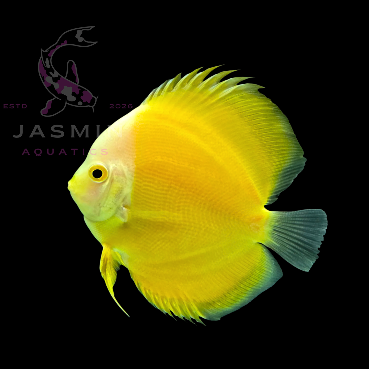 Discus Fish 10cm