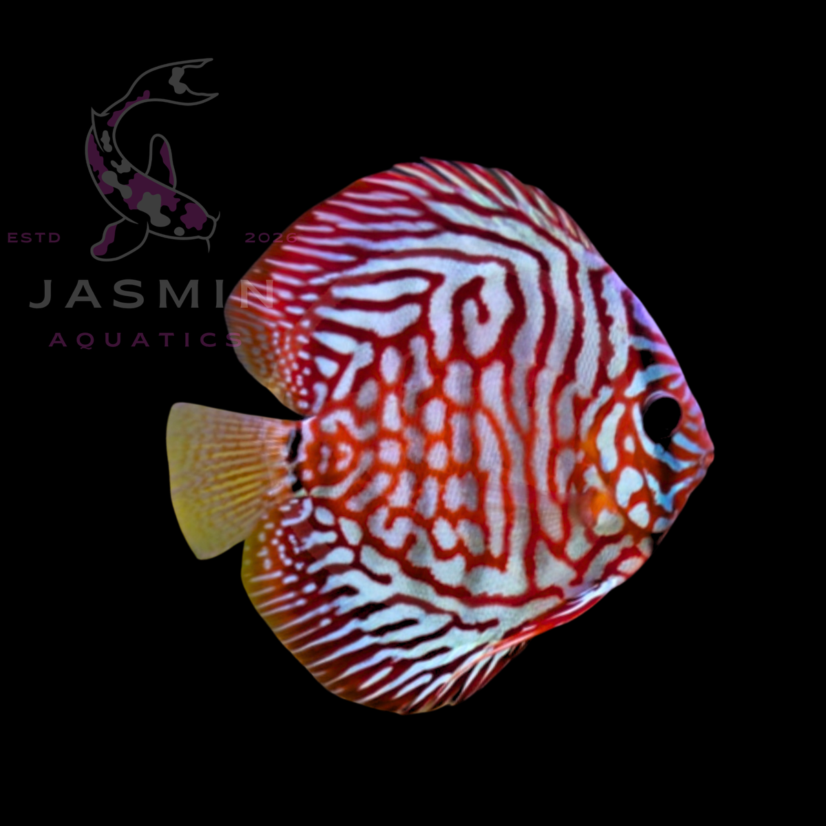 Discus Fish 10cm