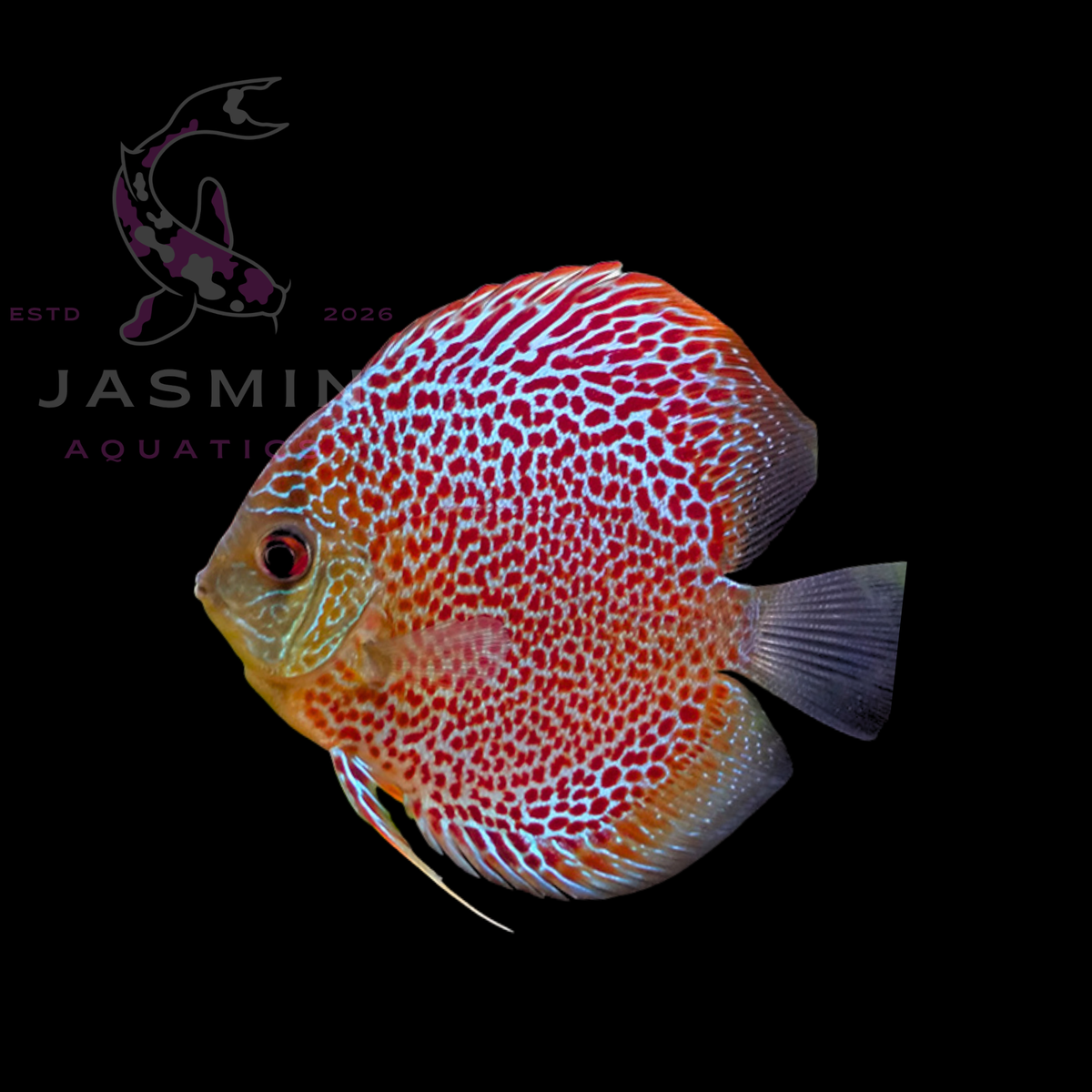 Discus Fish 10cm