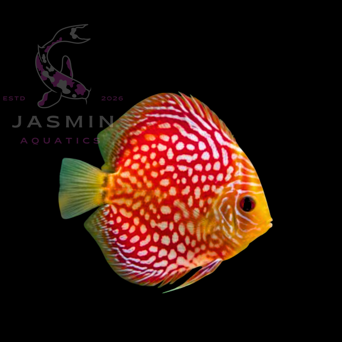 Discus Fish 10cm