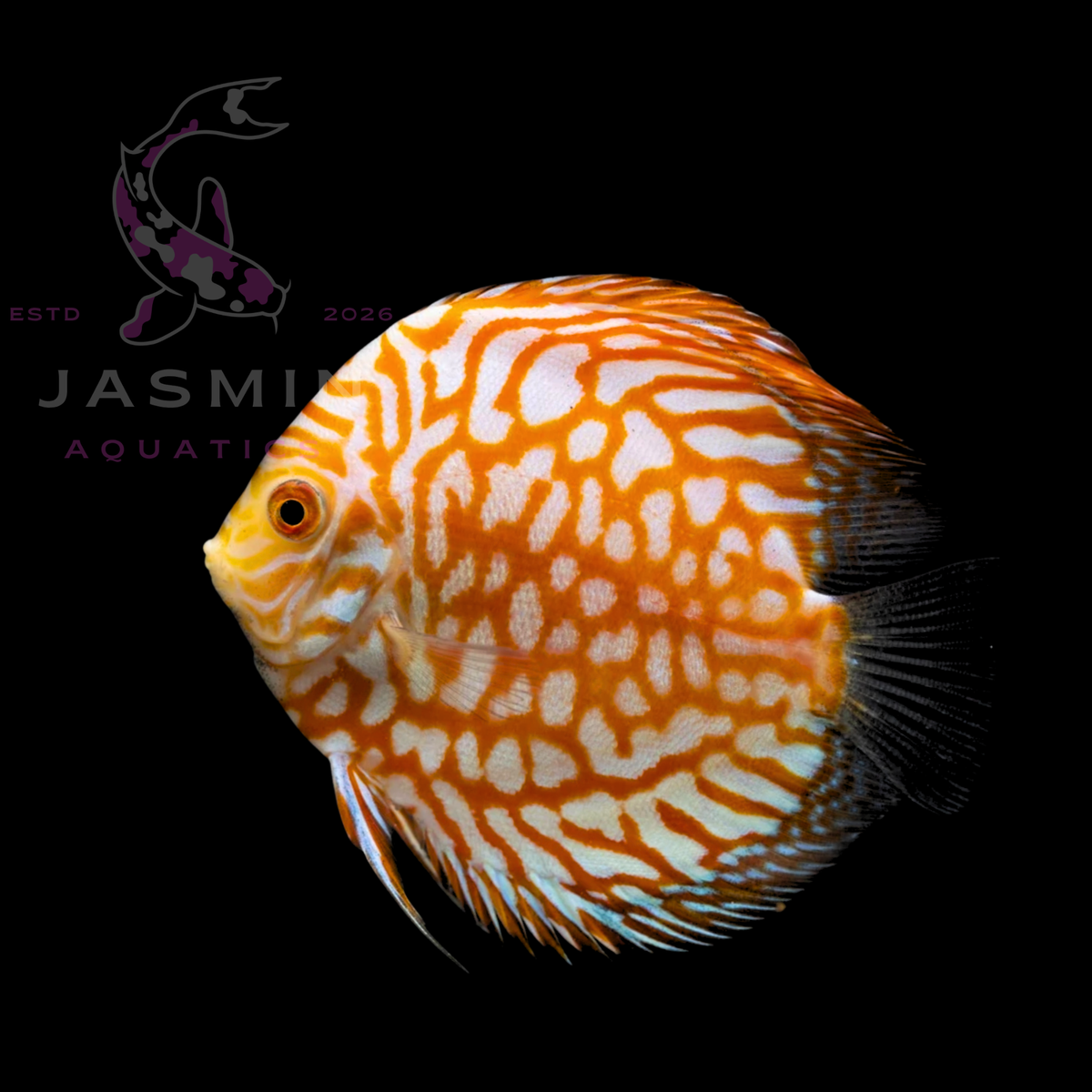 Discus Fish 10cm