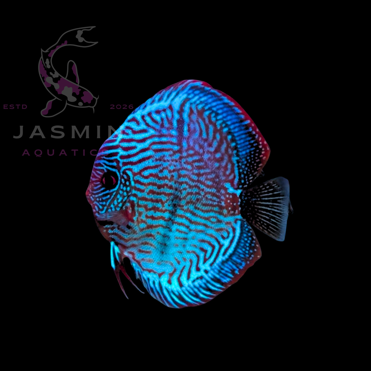 Discus Fish 10cm