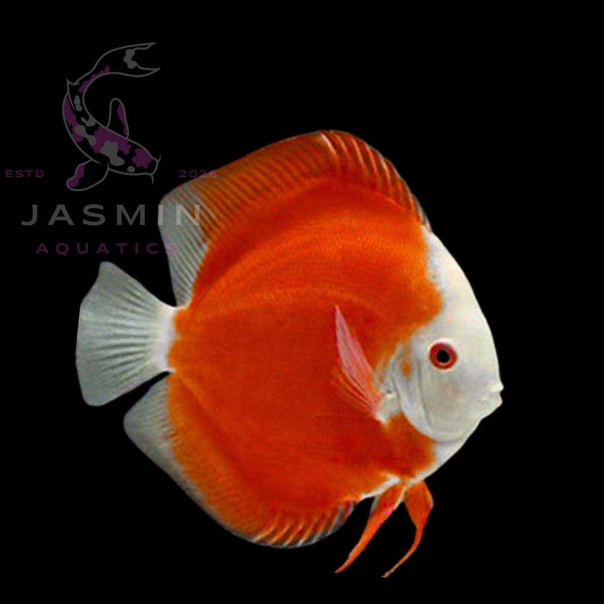 Discus Fish 10cm