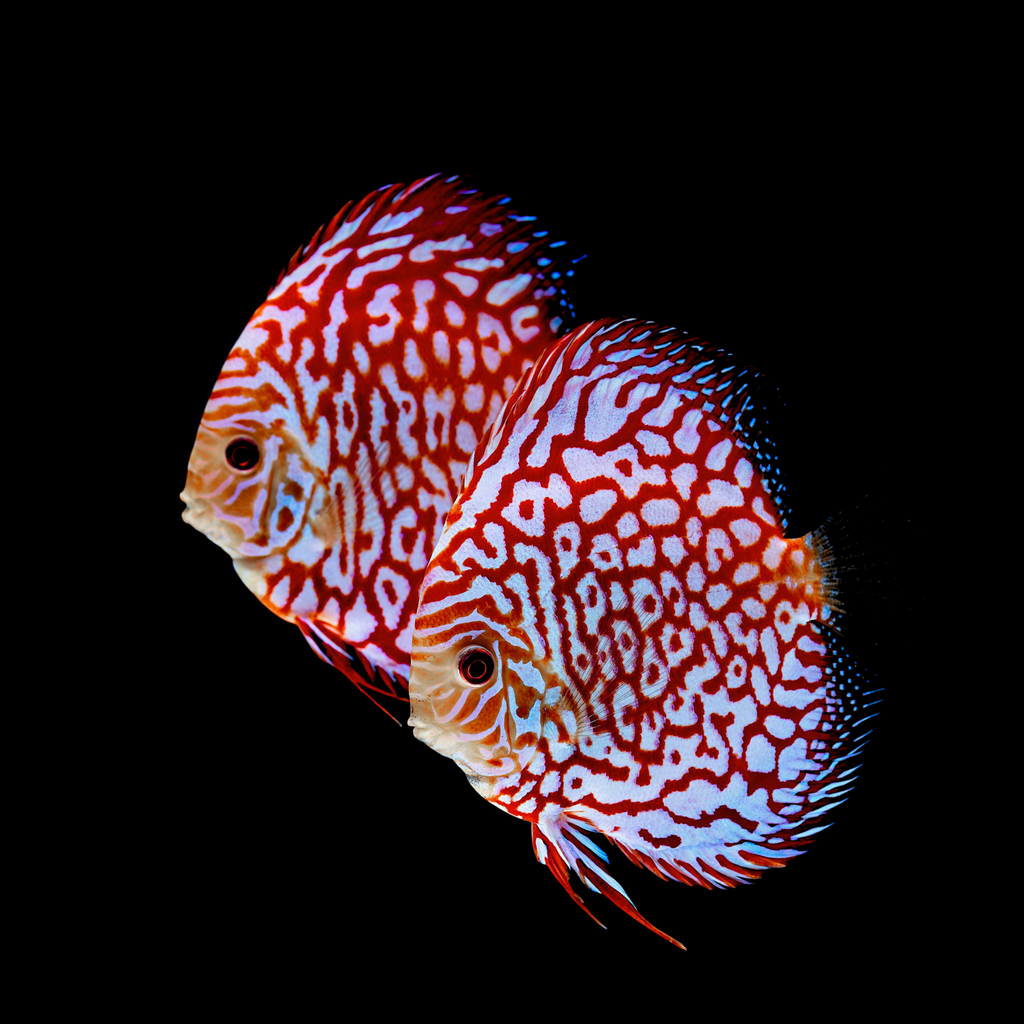 Discus Fish 10cm