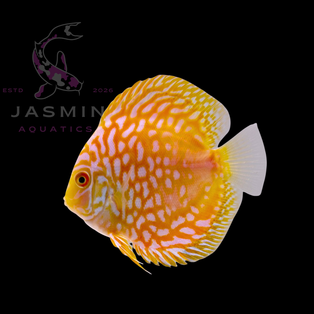 Discus Fish 10cm