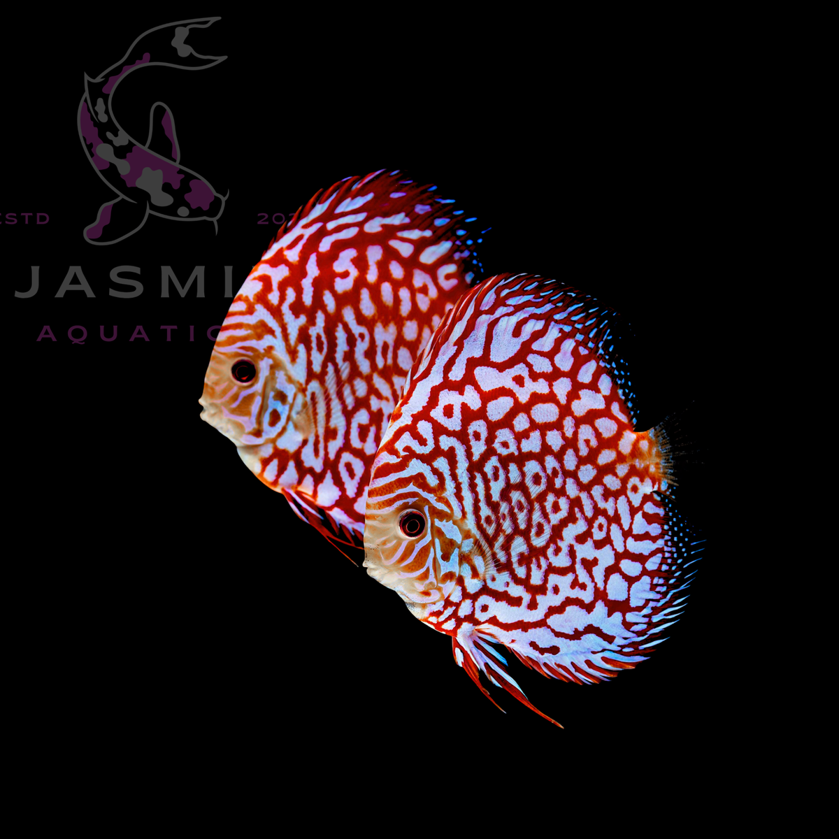 Discus Fish 10cm