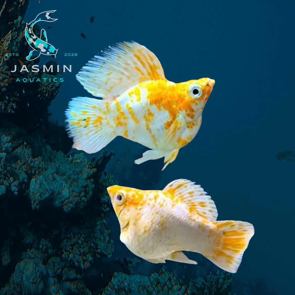Balloon Molly (Poecilia latipinna) Collections