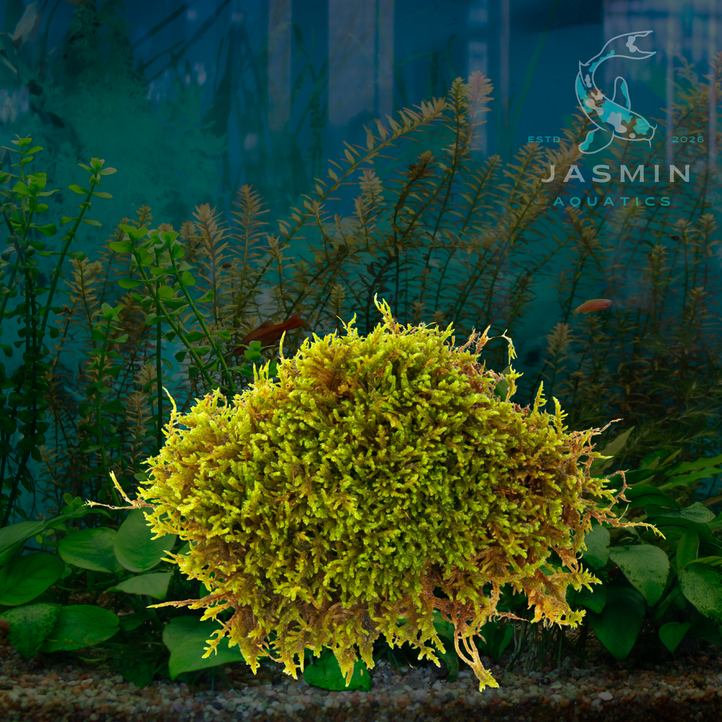 Java Moss (Vesicularia Dubyana)