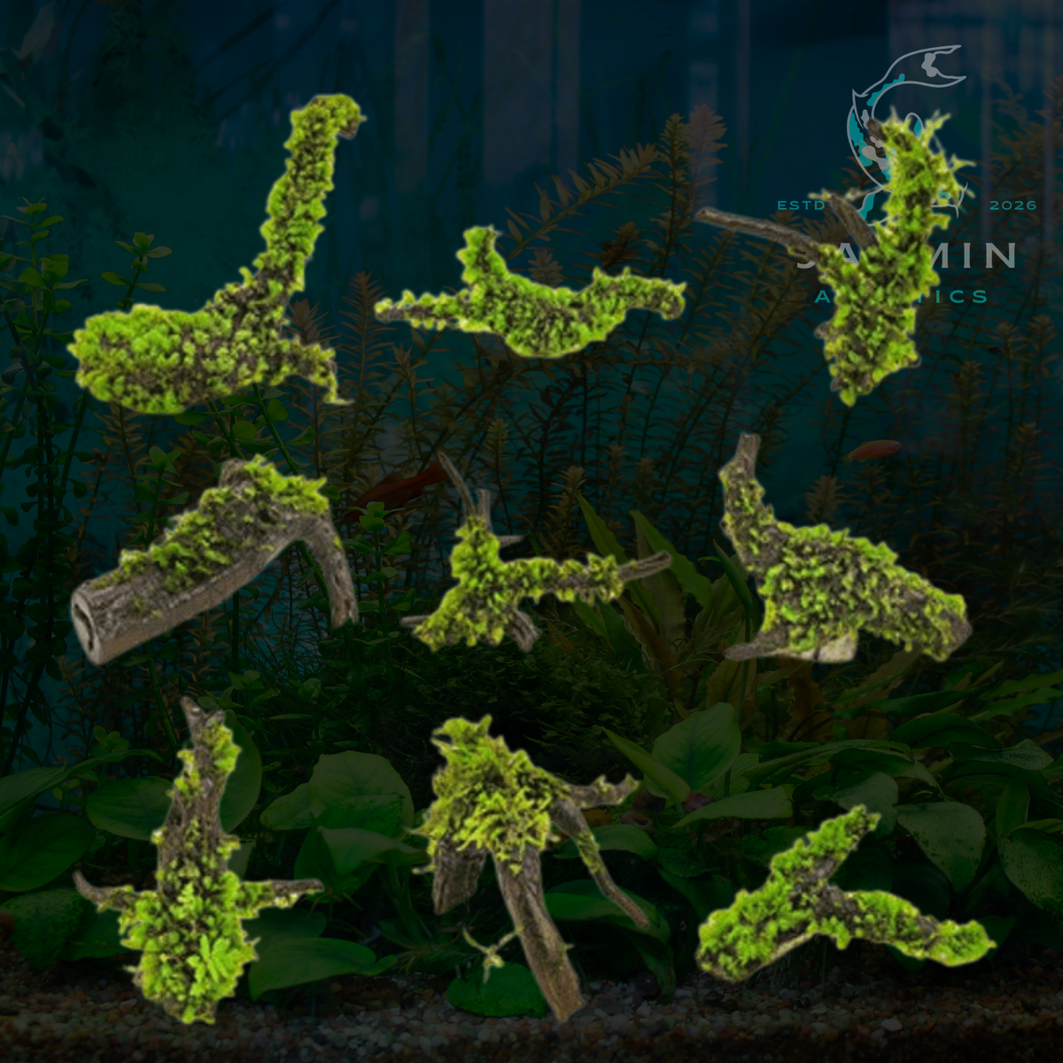 Java Moss (Vesicularia Dubyana)