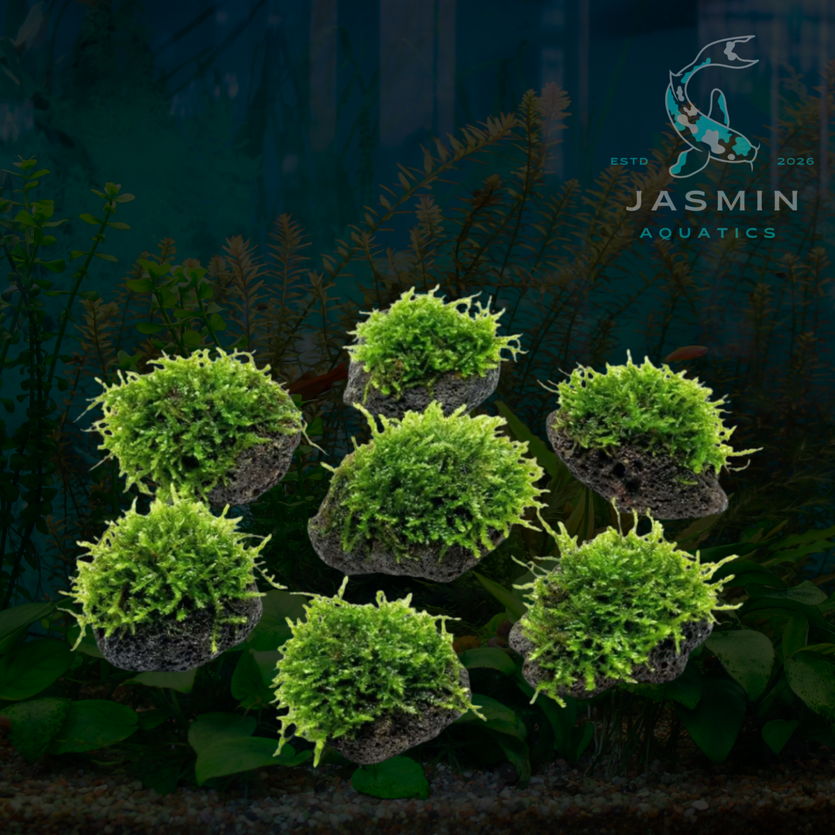 Java Moss (Vesicularia Dubyana)