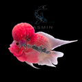 Bomb Head Flowerhorn - 8 cm