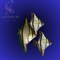 Mono Fish (Monodactylus) 2-3" Preorder (10-15 days delivery)