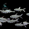 Blackline Tail Tetra (Moenkhausia costae)