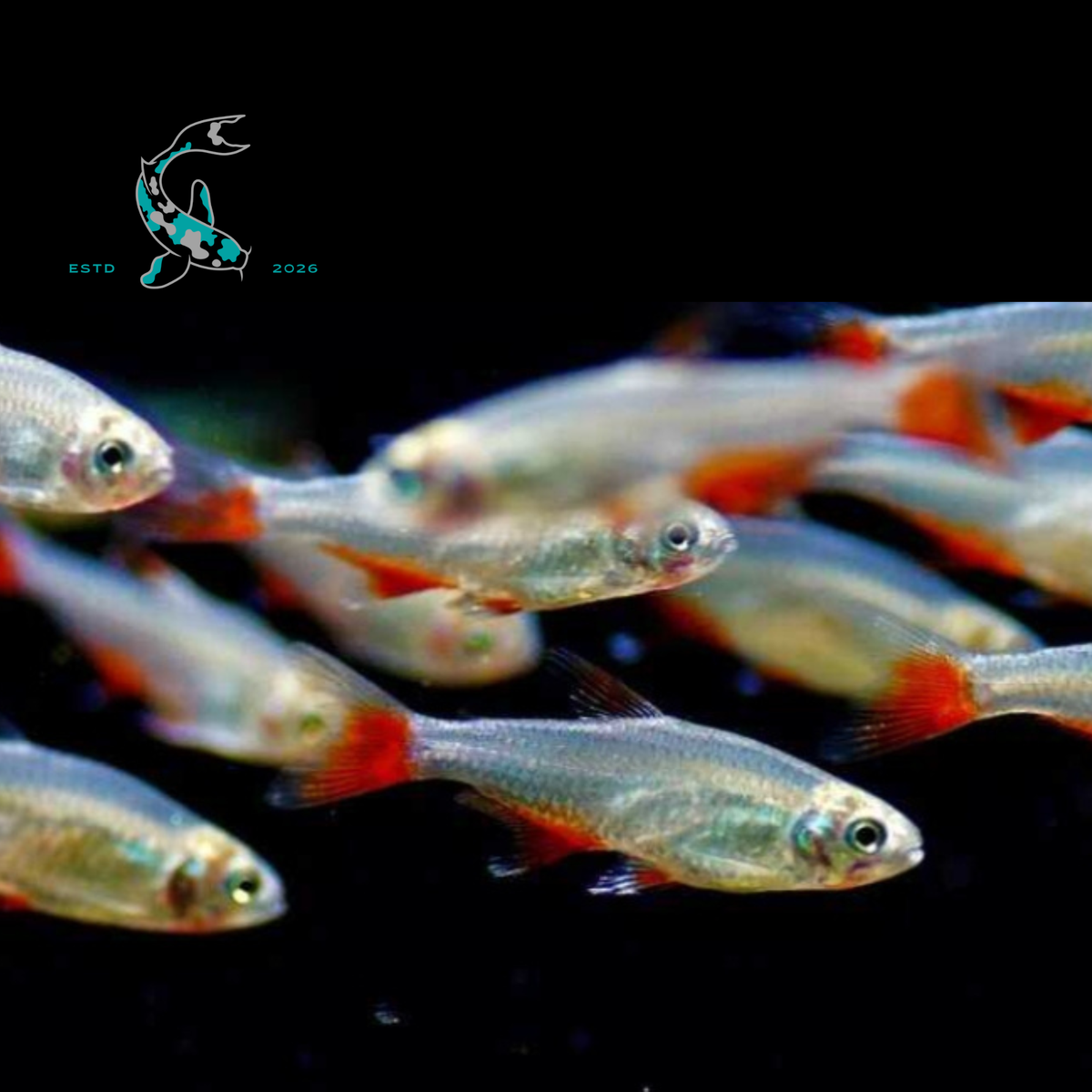 Colombian Redfin Tetra (Hyphessobrycon columbianus),  blue-red Colombian tetra,