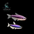Blue Emperor Tetra (Inpaichthys kerri)