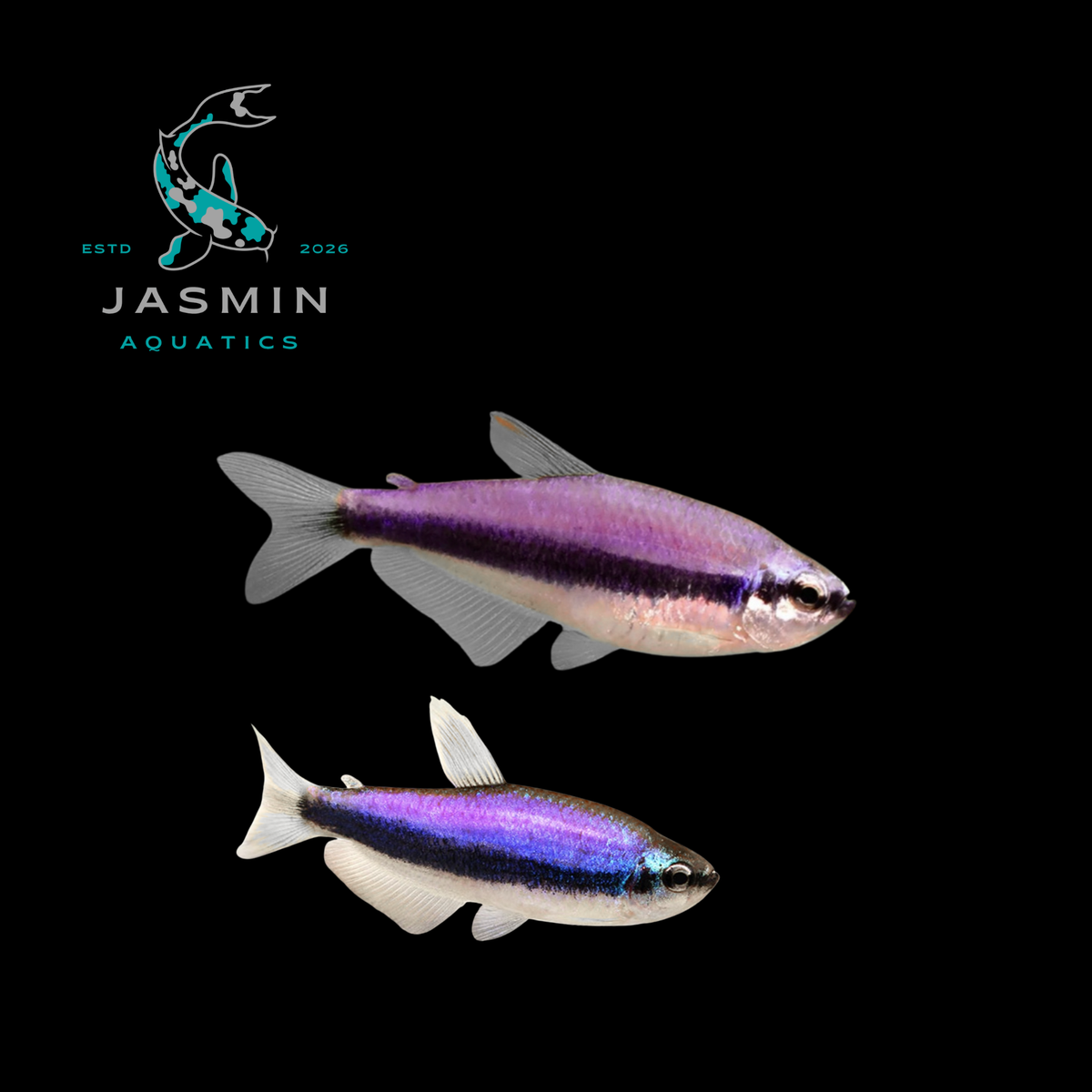 Blue Emperor Tetra (Inpaichthys kerri)