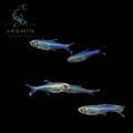 Blue King Tetra (Boehlkea fredcochui), Cochu's blue tetra