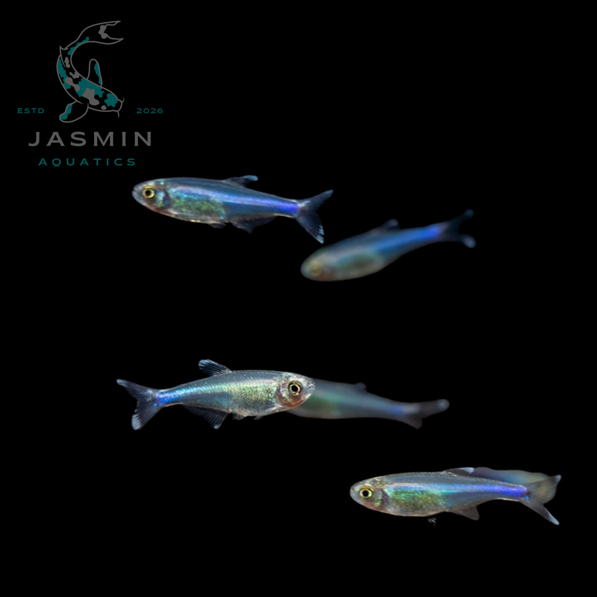 Blue King Tetra (Boehlkea fredcochui), Cochu's blue tetra