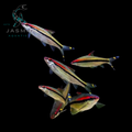 Denison barb (Sahyadria denisonii), red-line torpedo barb or roseline shark,