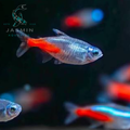 Diamond Head Neon Tetra (Paracheirodon innesi variant)