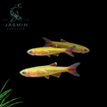 Golden Cloud Minnow (Tanichthys albonubes var. gold), Gold White Cloud Mountain Minnow