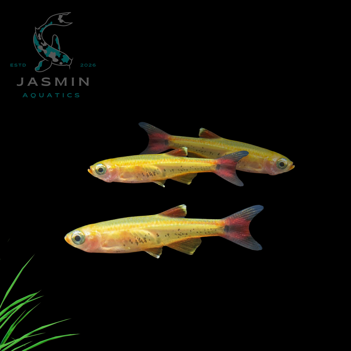 Golden Cloud Minnow (Tanichthys albonubes var. gold), Gold White Cloud Mountain Minnow