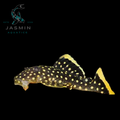 L081 Golden Nugget Pleco (Baryancistrus xanthellus)