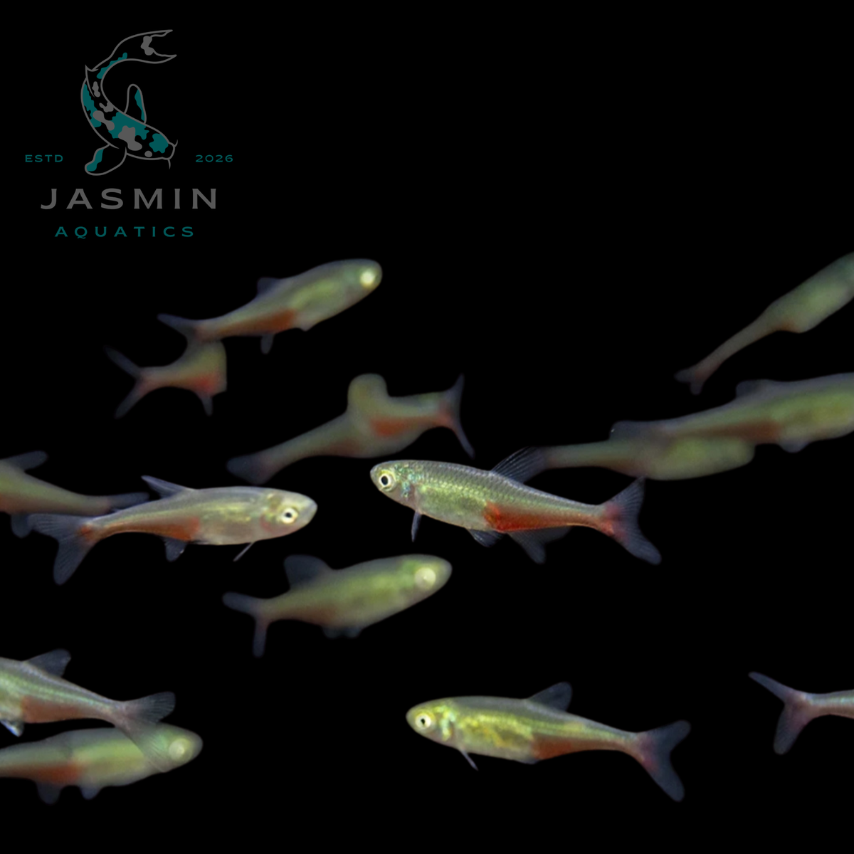 Green Fire Tetra (Aphyocharax rathbuni), Rathbun's bloodfin tetra