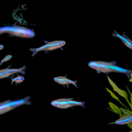 Green Neon Tetra (Paracheirodon simulans)