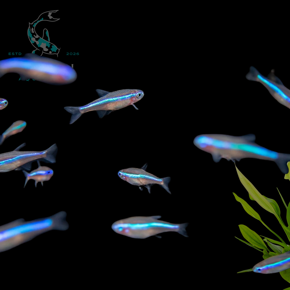 Green Neon Tetra (Paracheirodon simulans)