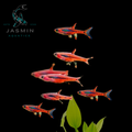 Chili Rasbora (Boraras brigittae)
