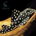 L471 Mini Snowball Pleco (Hypancistrus sp. L471)