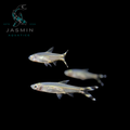 Scissortail Rasbora (Rasbora trilineata), Three-lined Rasbora