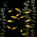 Silver Tip Tetra (Hasemania nana)