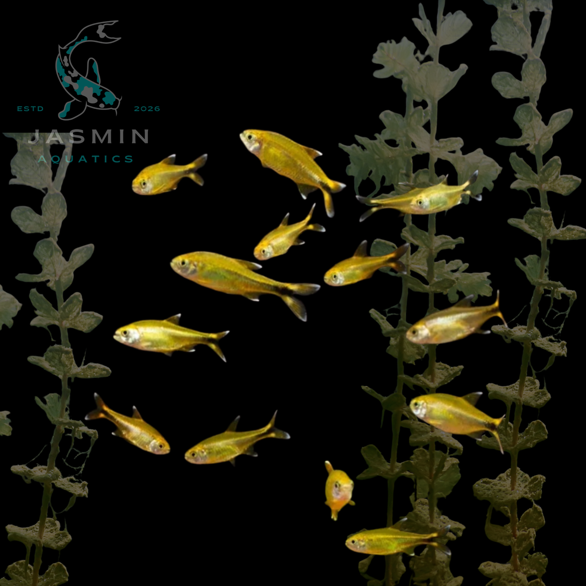Silver Tip Tetra (Hasemania nana)