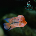 Super Red Dragon (SRD) Flowerhorn 3" Juvenile Fish