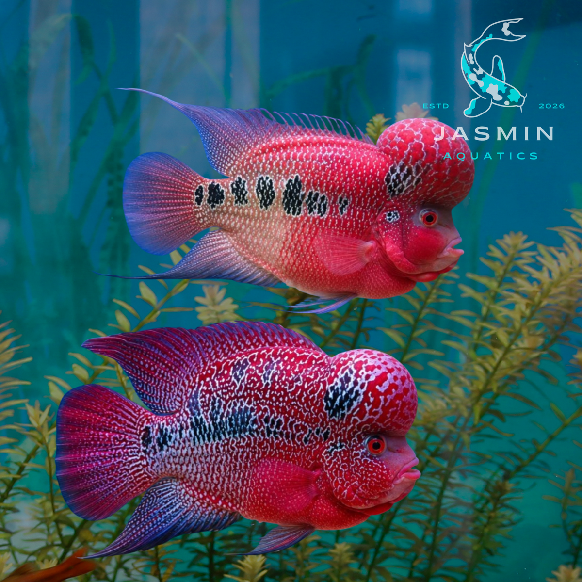 Red Dragon Flowerhorn 3.5"
